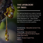 Resin origins: Frankincense (Boswellia), Three Kings (Boswellia, Commiphora), Copal (Protium)