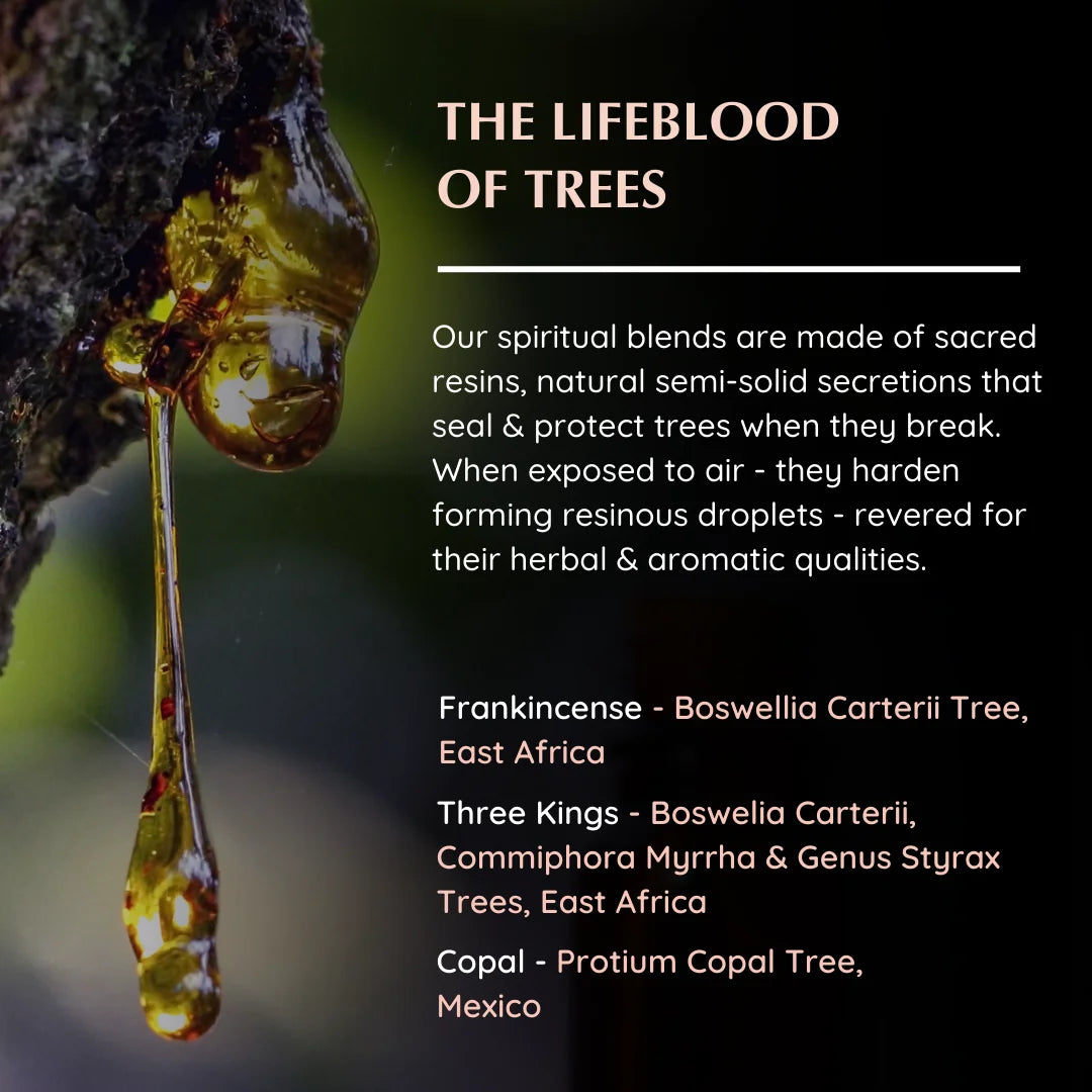 Resin origins: Frankincense (Boswellia), Three Kings (Boswellia, Commiphora), Copal (Protium)