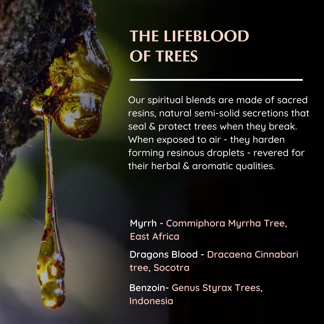Resin origins: Myrrh (Commiphora), Benzoin (Styrax), Dragon’s Blood (Dracaena Cinnabari)