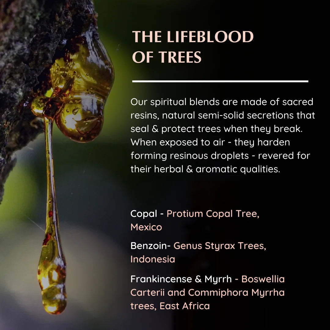 Resin origins: Copal (Protium), Benzoin (Styrax), Frankincense & Myrrh (Boswellia Carterii)